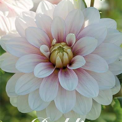 Dahlia Christo Dekorativ 1-pack NYHET